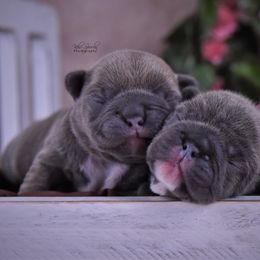 French Bulldog Puppies from Bullish Pride
