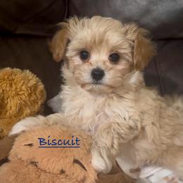 Biscuit - Apricot male Maltipoo puppy in Lake Ann, Michigan from Riyem Wildflower Farms
