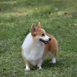 Pippy - Pembroke Welsh Corgi