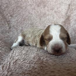 Junebug - Piebald male Dachshund puppy in Highland, California from BAES Teufelshunde