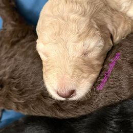 Goldendoodle and Poodle Puppies from SnickerDoodlePups
