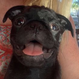 Luca - Pug