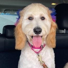 Goldendoodles from Marley’s Dream Doodles