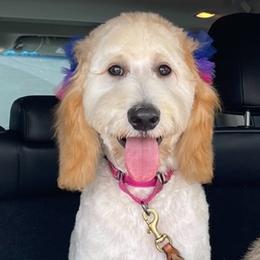 Goldendoodles from Marley’s Dream Doodles