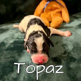 Topaz - Black and white male Aussiedoodle puppy in Gresham, Oregon from Daisys Doodles