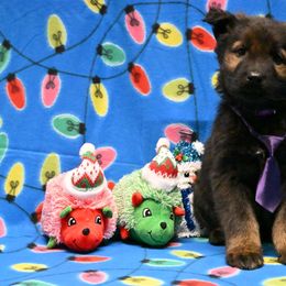 Purple collar - Sable female German Shepherd puppy in Ramsey, Illinois from Haus-Farr German Shepherds