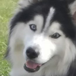 Pomskies from Torres Pomskies