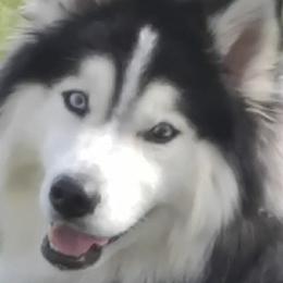 Pomskies from Torres Pomskies
