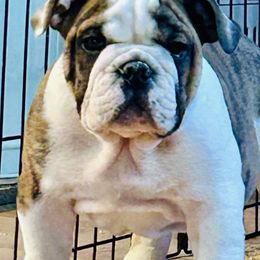 Bulldog puppies from Select Bulldogs