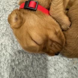 Golden Retriever Puppies from Bigfoot Goldens - We got lots of puppies coming in June!