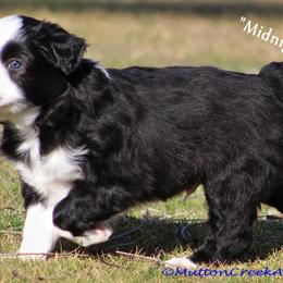 Miniature Australian Shepherd Puppies from Mutton Creek Aussies
