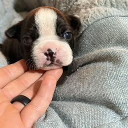 Orange - Black and white male Boston Terrier puppy in Hialeah, Florida from K&N Boston Paws