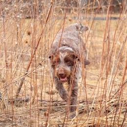 Wirehaired Pointing Griffons from Luther Smith