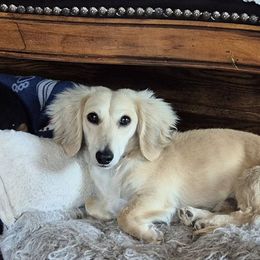 Dachshunds from The Dachshund Den