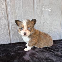 Pecos - Red male Pembroke Welsh Corgi puppy in Mc Cammon, Idaho from Sunny J Corgis and Mini Americans