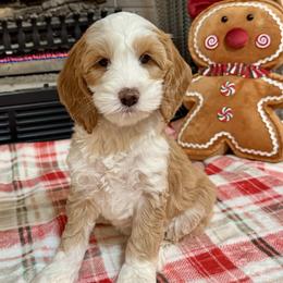 Dasher - Apricot female Australian Labradoodle puppy in Harrisonville, Missouri from Blessed Day Doodles