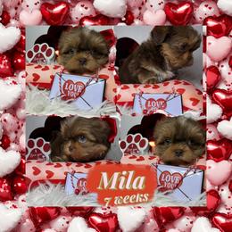 Mila - Liver and white female Shih Tzu puppy in Coolidge, Arizona from Shih Tzu’s  ‘N’ Love