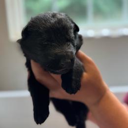 Coconut cake - Black female German Shepherd puppy in Salem, Virginia from Vom Kylohaus German Shepherds