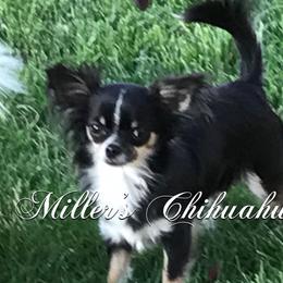 D’ORS DENIM AND DIAMONDS  - Chihuahua