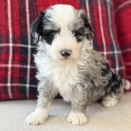 Dressing 🩵 - Blue merle female Aussiedoodle puppy in Granbury, Texas from Triple Cross Doodles