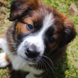 Uri - Sable and white male English Shepherd puppy in Ozark, Missouri from Town & Country English Shepherds