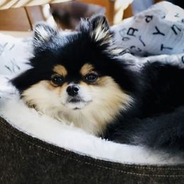 Calliope Sue - Pomeranian