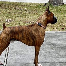Drogon - Boxer
