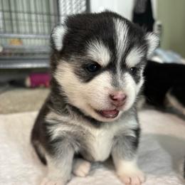Aurora - Black and white female Pomsky puppy in Valparaiso, Indiana from Valparaiso Pomskys