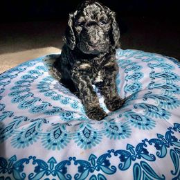 Poodle and Saint Berdoodle Puppies from UBER Poodles & Doodles