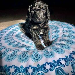 Poodle and Saint Berdoodle Puppies from UBER Poodles & Doodles