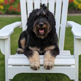 Dakota Dani - Springerdoodle