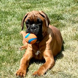 Dozer - Fawn male Boxer puppy in Eagle, Idaho from Eagle ID Boxers