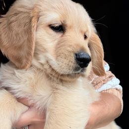Dark purple girl - Golden female Golden Retriever puppy in Post Falls, Idaho from Mountain View Goldens