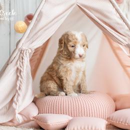 Aussiedoodles, Bordoodles, Goldendoodles, and Sheepadoodles from Crooked Creek Doodles and Poodles