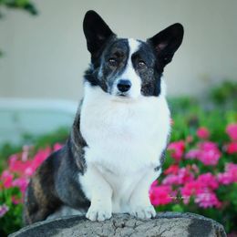 Cardigan Welsh Corgis from Allegro Cardigans