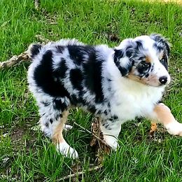 Australian Shepherd Puppies from Cannonrun Aussies