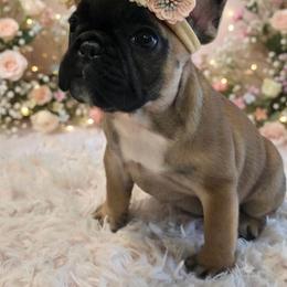 Artemis - Fawn female French Bulldog puppy in Okmulgee, Oklahoma from Diamond Dreams French Bulldogs
