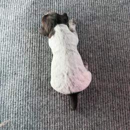 Boy 4 - Brown and gray male Wirehaired Pointing Griffon puppy in Shelley, Idaho from Western Gundogs