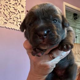 Dark Pink collar Willow - Gray female Cane Corso puppy in Tennessee from Nuovo Inizi Kennels