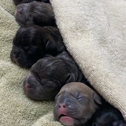 French Bulldogs from Purple Moon Kennel