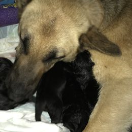 German Shepherd Puppies from Sandy’s Shepherds