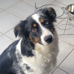 Dolly - Miniature Australian Shepherd