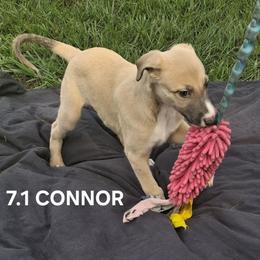 CONNOR - Fawn male Whippet puppy in Ocala, Florida from Sandstorm Whippets
