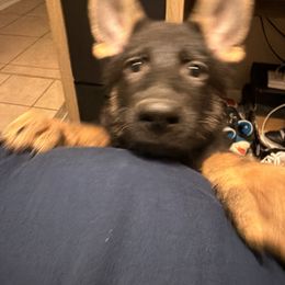 Puppy Purple - Black and tan female German Shepherd puppy in San Antonio, Texas from Alamo Canine 210