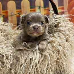 Dancer - Blue and tan male Chihuahua puppy in Gloucester, Virginia from Charlotte's Web of Chihuahuas