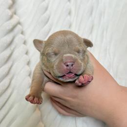 Female 4 - Lilac tri-color female American Bully puppy in Moville, Iowa from Solidified Midwest Bullies