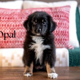 OPAL - Black tri female Miniature American Shepherd puppy in Puyallup, Washington from TRAILS END GEMINI