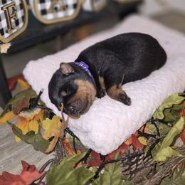 Purple - Black and tan female Rottweiler puppy in Muskegon, Michigan from Pearce Rottweilers