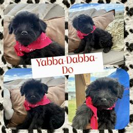 Yabba-Dabba-Do - Black female Whoodle puppy in Rocky Ridge, Utah from Miniature Whoodles & Wheaten terriers Utah