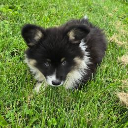 PEPPER - Black and tan male American Corgi puppy in Walker, Iowa from Double K Corgis